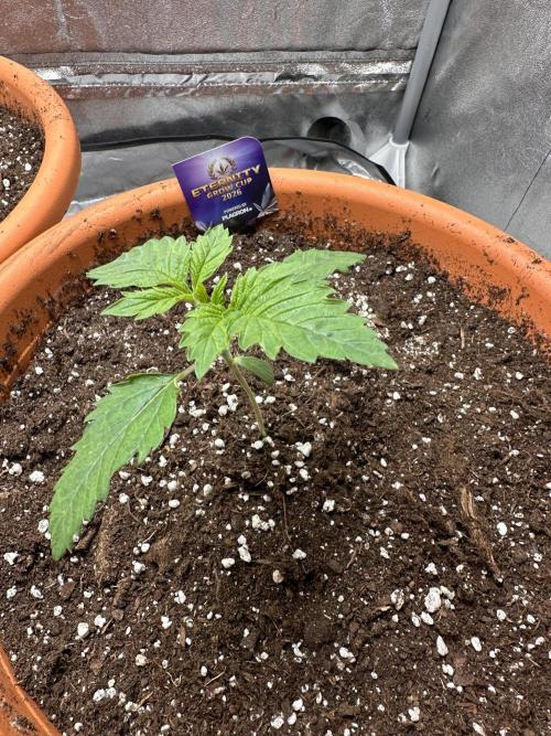 Sticky Broccoli/Eternity Grow Cup 2026. Week 2