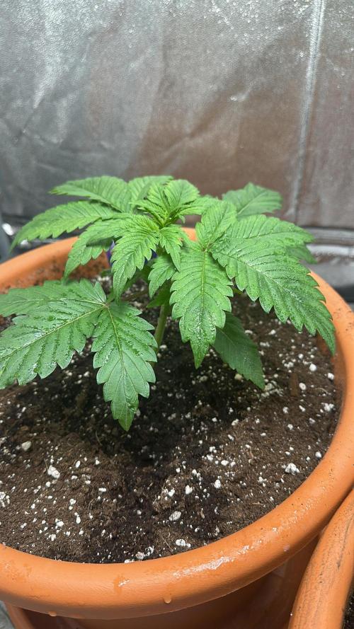 Sticky Broccoli/Eternity Grow Cup 2026. Week 3