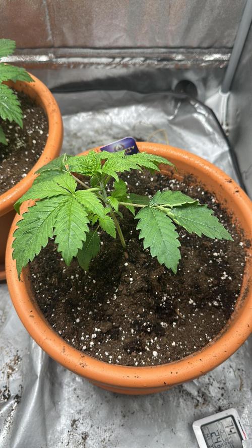 Sticky Broccoli/Eternity Grow Cup 2026. Week 3