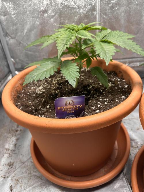 Sticky Broccoli/Eternity Grow Cup 2026. Week 3