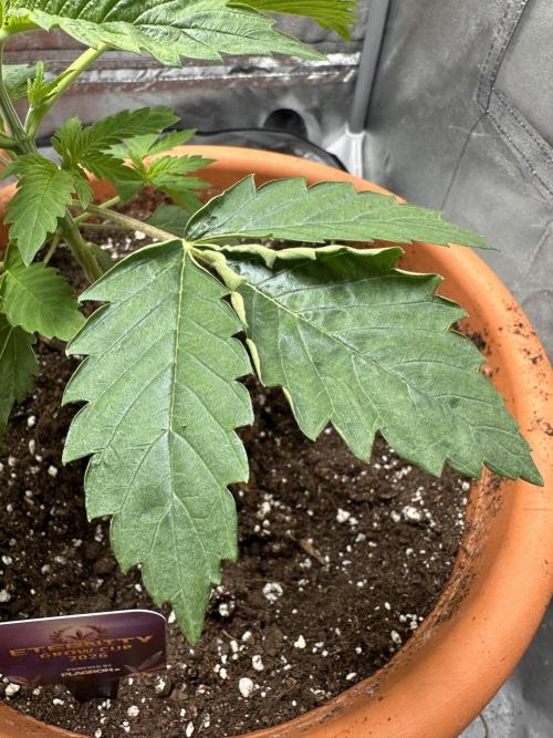 Sticky Broccoli/Eternity Grow Cup 2026. Week 3