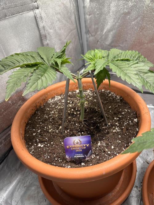 Sticky Broccoli/Eternity Grow Cup 2026. Week 4