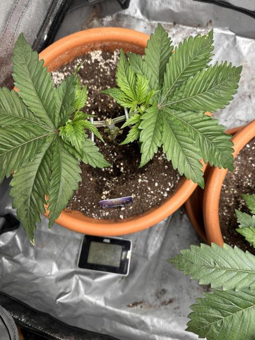 Sticky Broccoli/Eternity Grow Cup 2026. Week 4