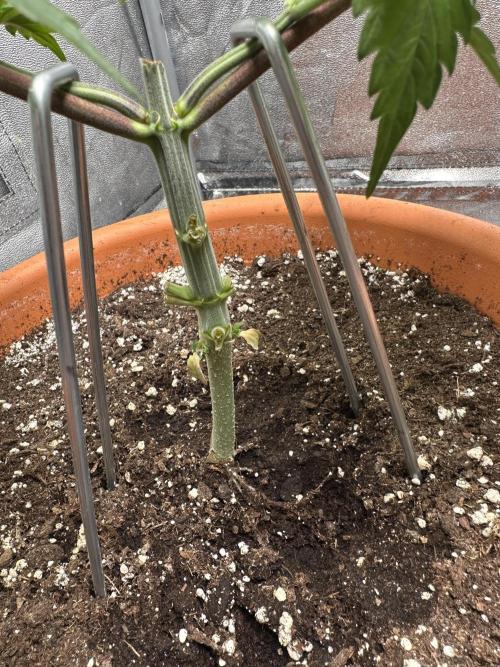 Sticky Broccoli/Eternity Grow Cup 2026. Week 4