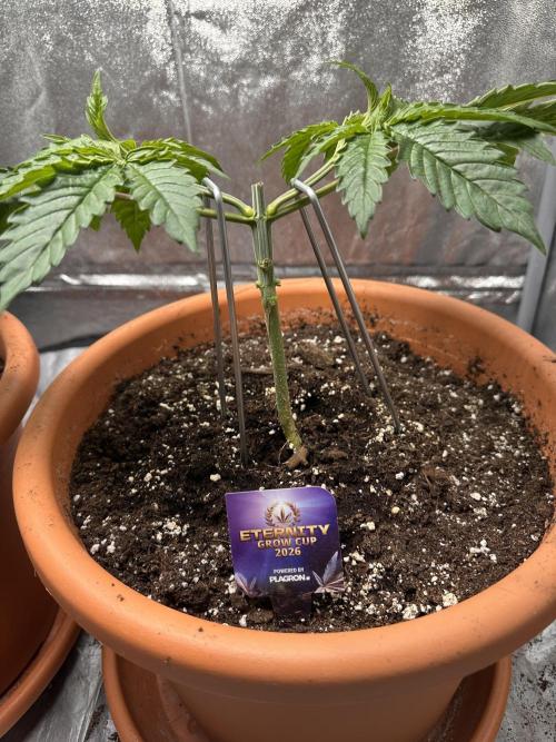 Sticky Broccoli/Eternity Grow Cup 2026. Week 4