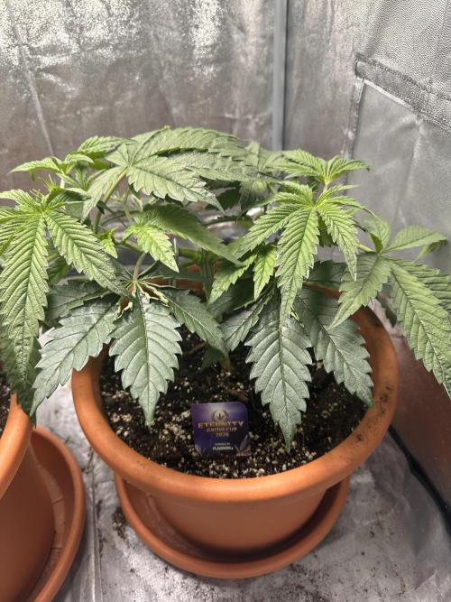 Sticky Broccoli/Eternity Grow Cup 2026. Week 5