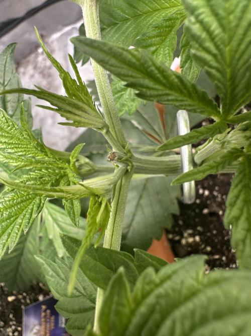 Sticky Broccoli/Eternity Grow Cup 2026. Week 5