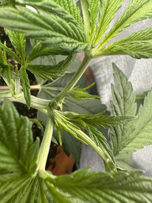 Sticky Broccoli/Eternity Grow Cup 2026. Week 5