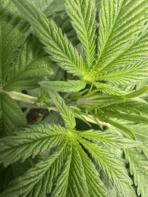 Sticky Broccoli/Eternity Grow Cup 2026. Week 5