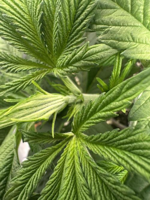 Sticky Broccoli/Eternity Grow Cup 2026. Week 5