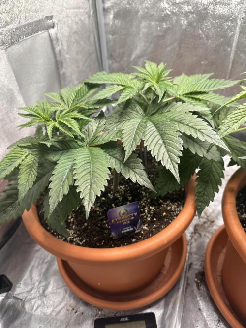 Sticky Broccoli/Eternity Grow Cup 2026. Week 5