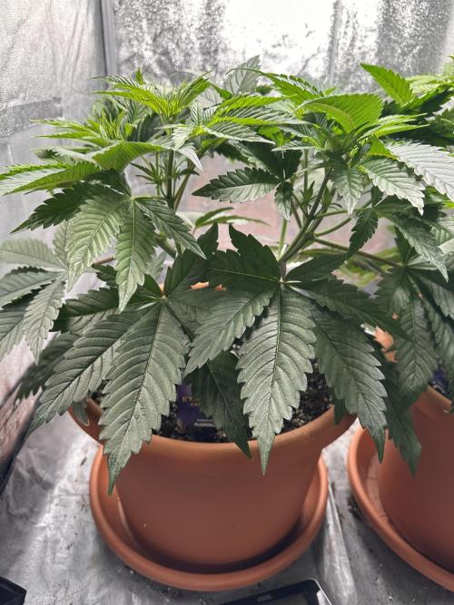 Sticky Broccoli/Eternity Grow Cup 2026. Week 6