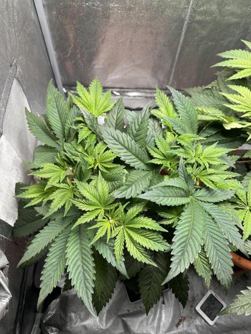 Sticky Broccoli/Eternity Grow Cup 2026. Week 6