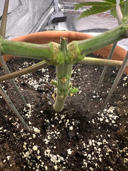 Sticky Broccoli/Eternity Grow Cup 2026. Week 6