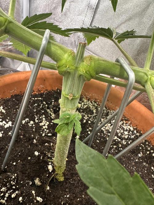 Sticky Broccoli/Eternity Grow Cup 2026. Week 6