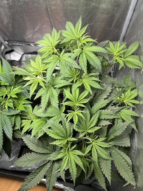 Sticky Broccoli/Eternity Grow Cup 2026. Week 6