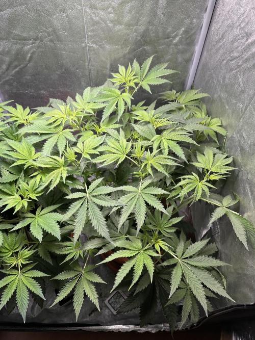 Sticky Broccoli/Eternity Grow Cup 2026. Week 7