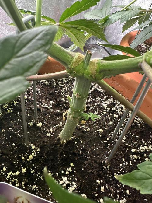 Sticky Broccoli/Eternity Grow Cup 2026. Week 7