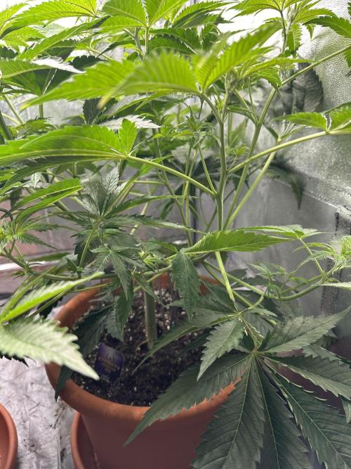 Sticky Broccoli/Eternity Grow Cup 2026. Week 7