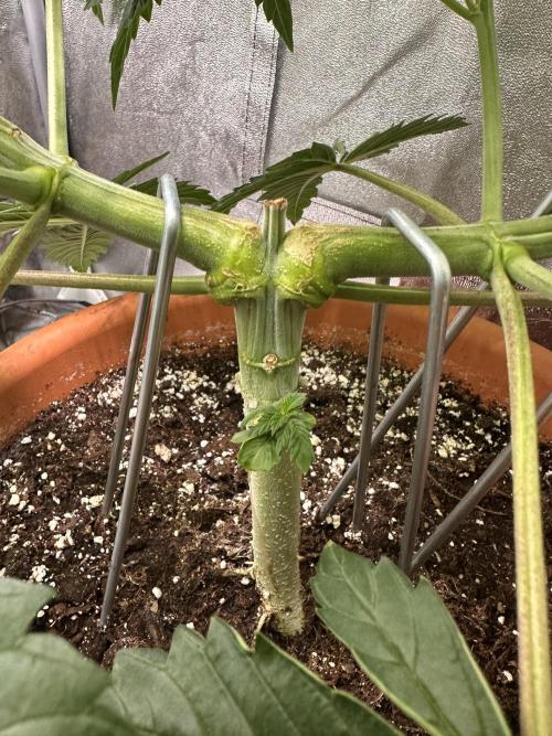 Sticky Broccoli/Eternity Grow Cup 2026. Week 7