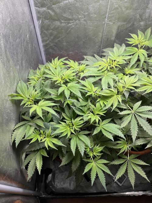 Sticky Broccoli/Eternity Grow Cup 2026. Week 7