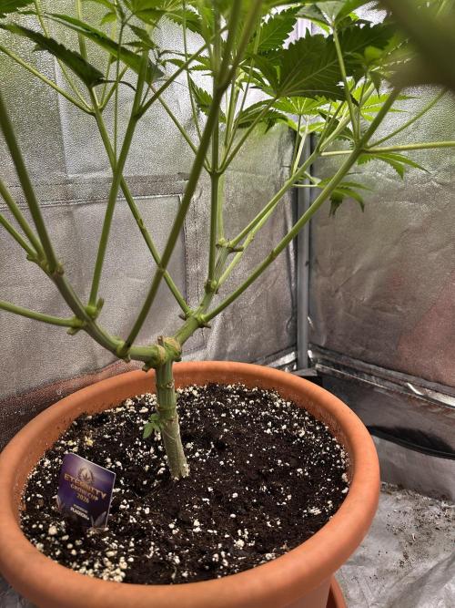 Sticky Broccoli/Eternity Grow Cup 2026. Week 8