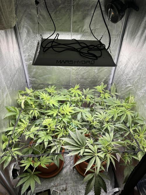 Sticky Broccoli/Eternity Grow Cup 2026. Week 8