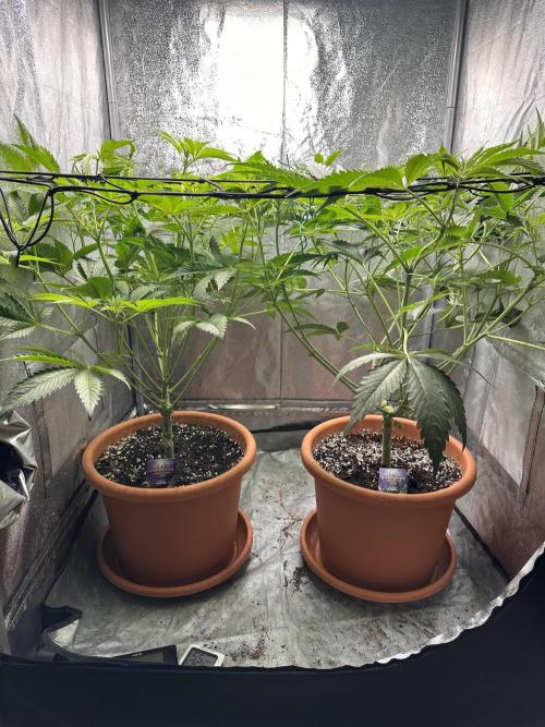 Sticky Broccoli/Eternity Grow Cup 2026. Week 8