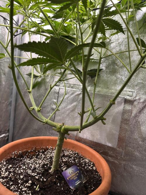 Sticky Broccoli/Eternity Grow Cup 2026. Week 8