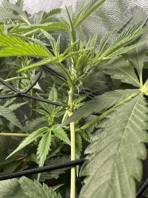 Sticky Broccoli/Eternity Grow Cup 2026. Week 9