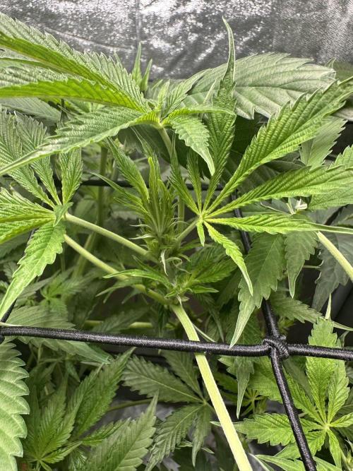 Sticky Broccoli/Eternity Grow Cup 2026. Week 9