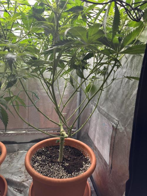 Sticky Broccoli/Eternity Grow Cup 2026. Week 9