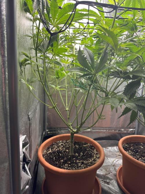 Sticky Broccoli/Eternity Grow Cup 2026. Week 9