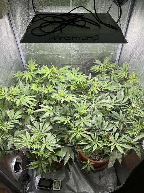 Sticky Broccoli/Eternity Grow Cup 2026. Week 9