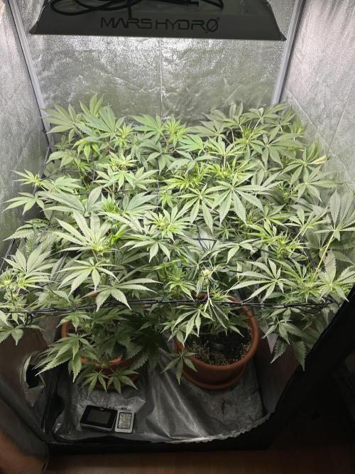 Sticky Broccoli/Eternity Grow Cup 2026. Week 10