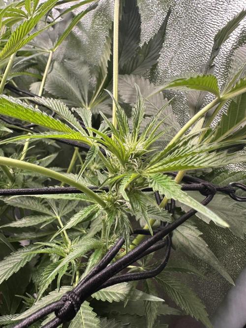Sticky Broccoli/Eternity Grow Cup 2026. Week 10