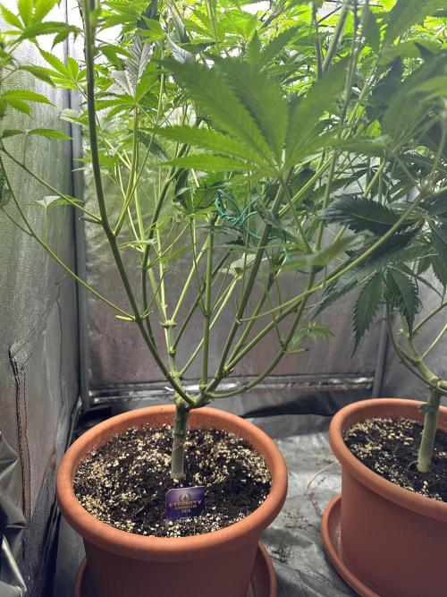 Sticky Broccoli/Eternity Grow Cup 2026. Week 10