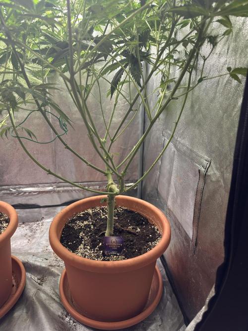 Sticky Broccoli/Eternity Grow Cup 2026. Week 10