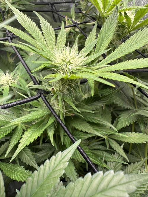Sticky Broccoli/Eternity Grow Cup 2026. Week 11