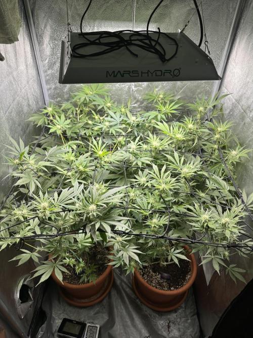 Sticky Broccoli/Eternity Grow Cup 2026. Week 11