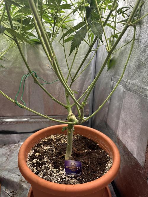 Sticky Broccoli/Eternity Grow Cup 2026. Week 11