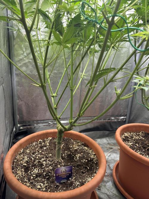 Sticky Broccoli/Eternity Grow Cup 2026. Week 11