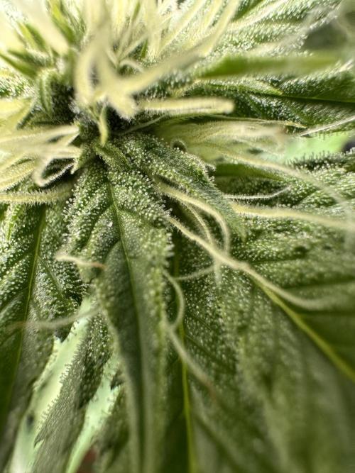 Sticky Broccoli/Eternity Grow Cup 2026. Week 12