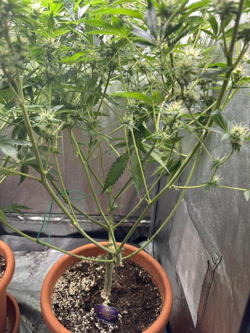 Sticky Broccoli/Eternity Grow Cup 2026. Week 12