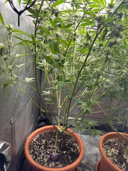 Sticky Broccoli/Eternity Grow Cup 2026. Week 12