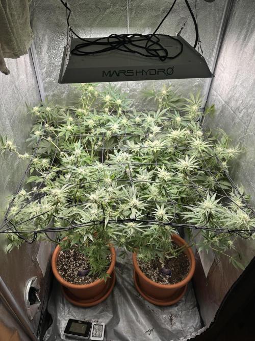 Sticky Broccoli/Eternity Grow Cup 2026. Week 12