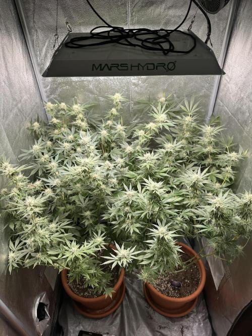 Sticky Broccoli/Eternity Grow Cup 2026. Week 13