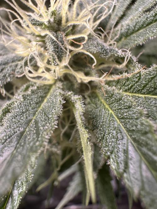 Sticky Broccoli/Eternity Grow Cup 2026. Week 13