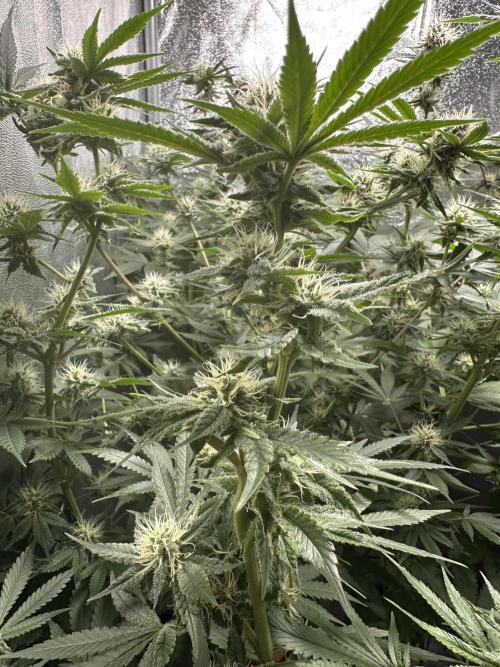 Sticky Broccoli/Eternity Grow Cup 2026. Week 13