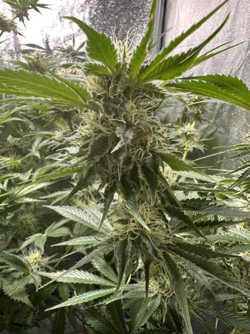 Sticky Broccoli/Eternity Grow Cup 2026. Week 13